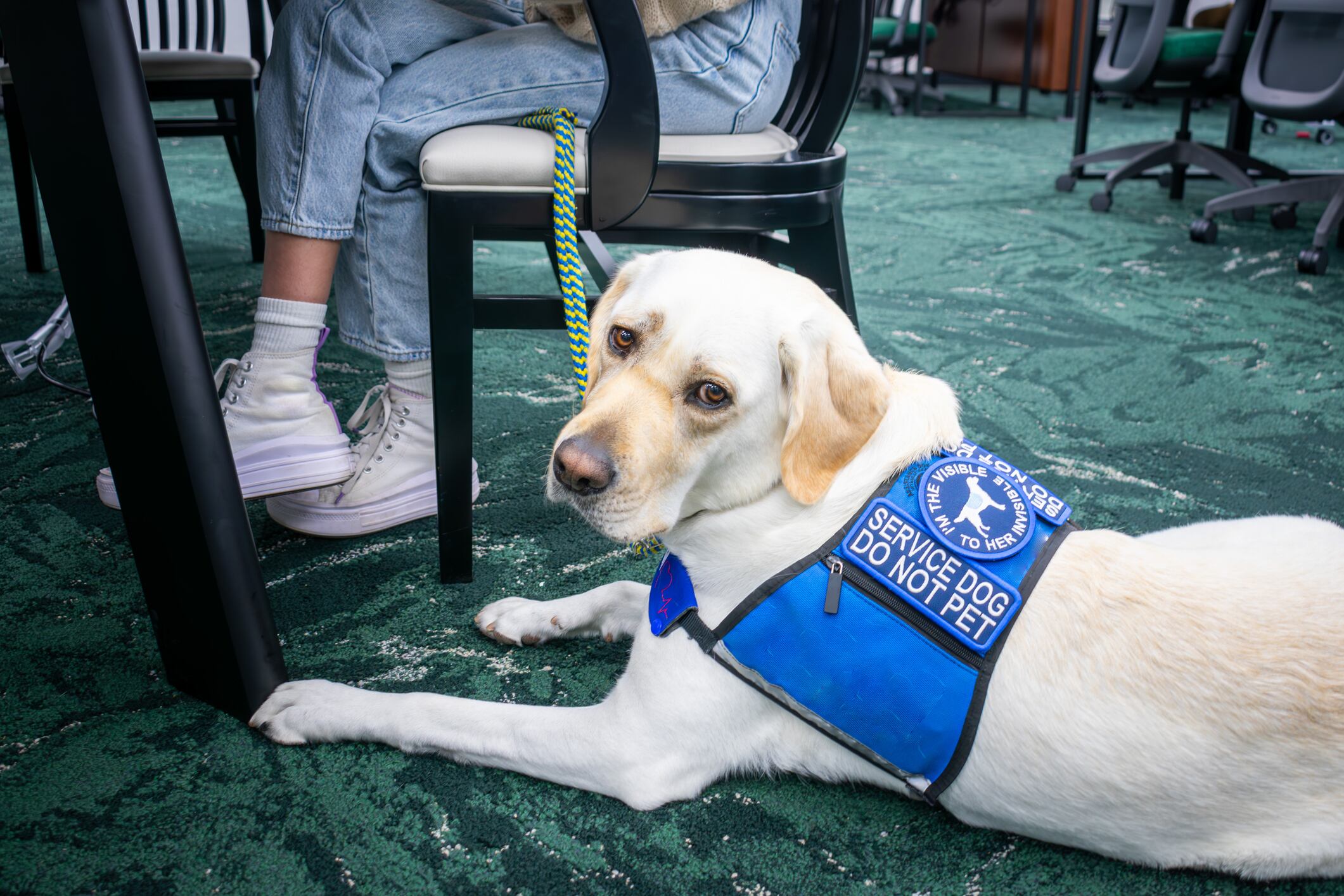 Los perros de asistencia ayudan a personas en condición de discapacidad.