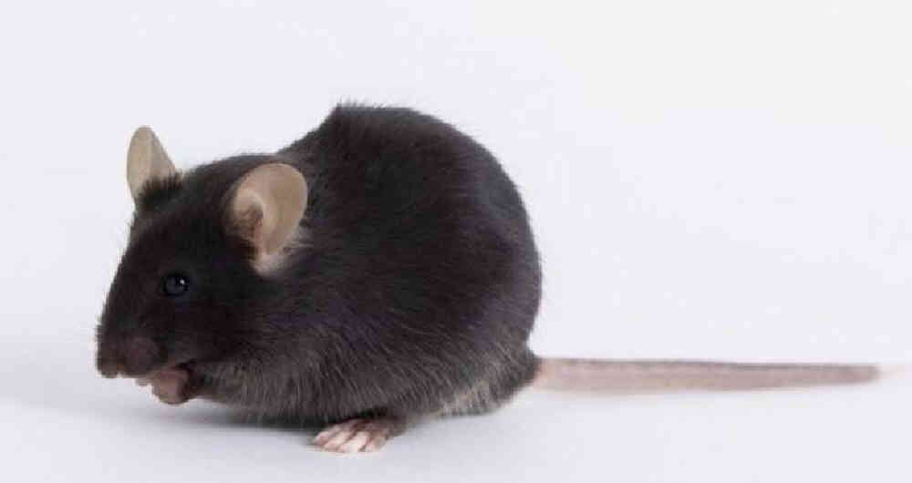 Desde su sencillez hasta su eficacia, estos son los detalles de esta trampa casera.