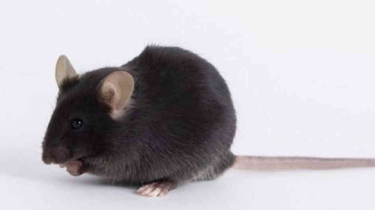 ¿Por qué ratones modificados genéticamente generaron disputa?: Vacuna covid-19