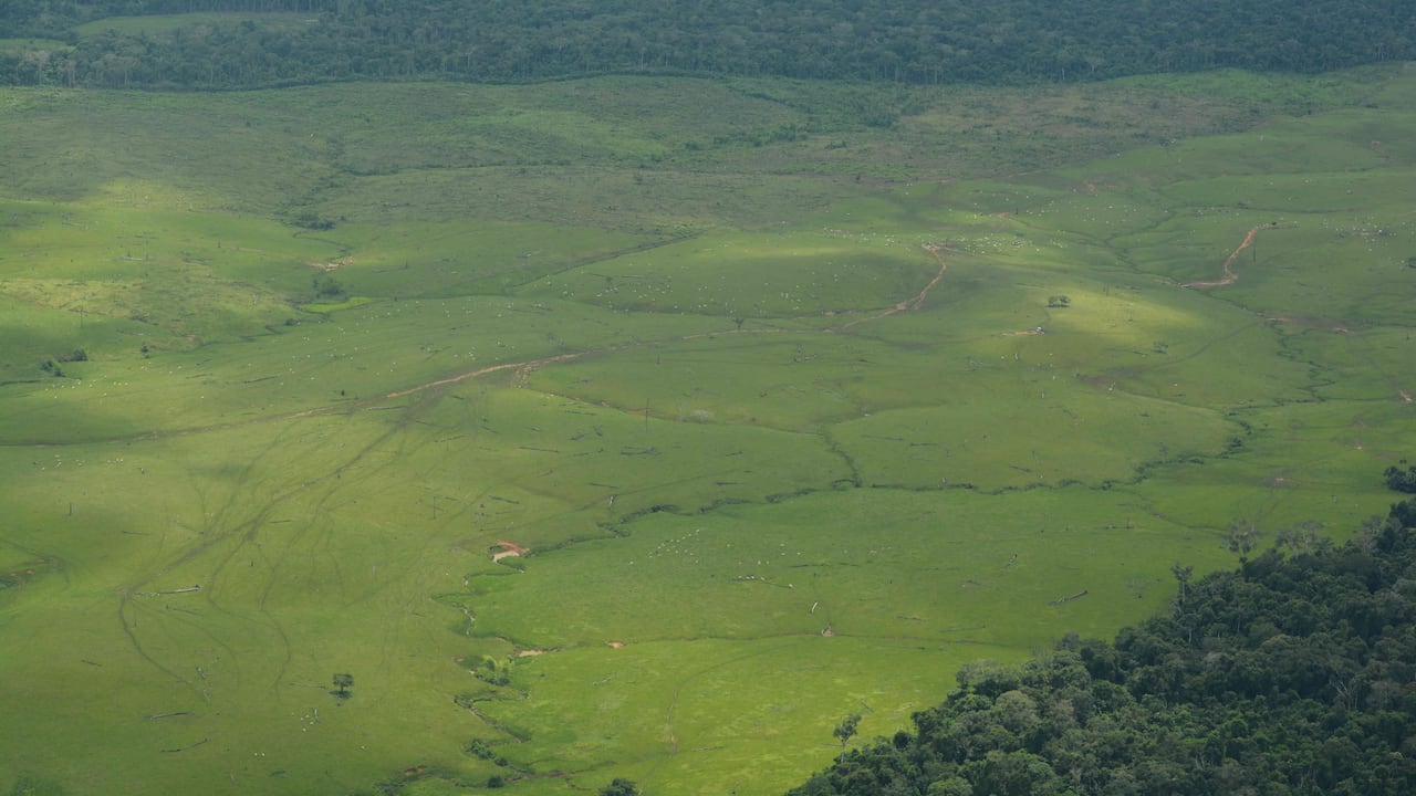 El 17 por ciento del bosque amazónico ya desapareció según WWF. Foto: Rodrigo Botero/FCDS
