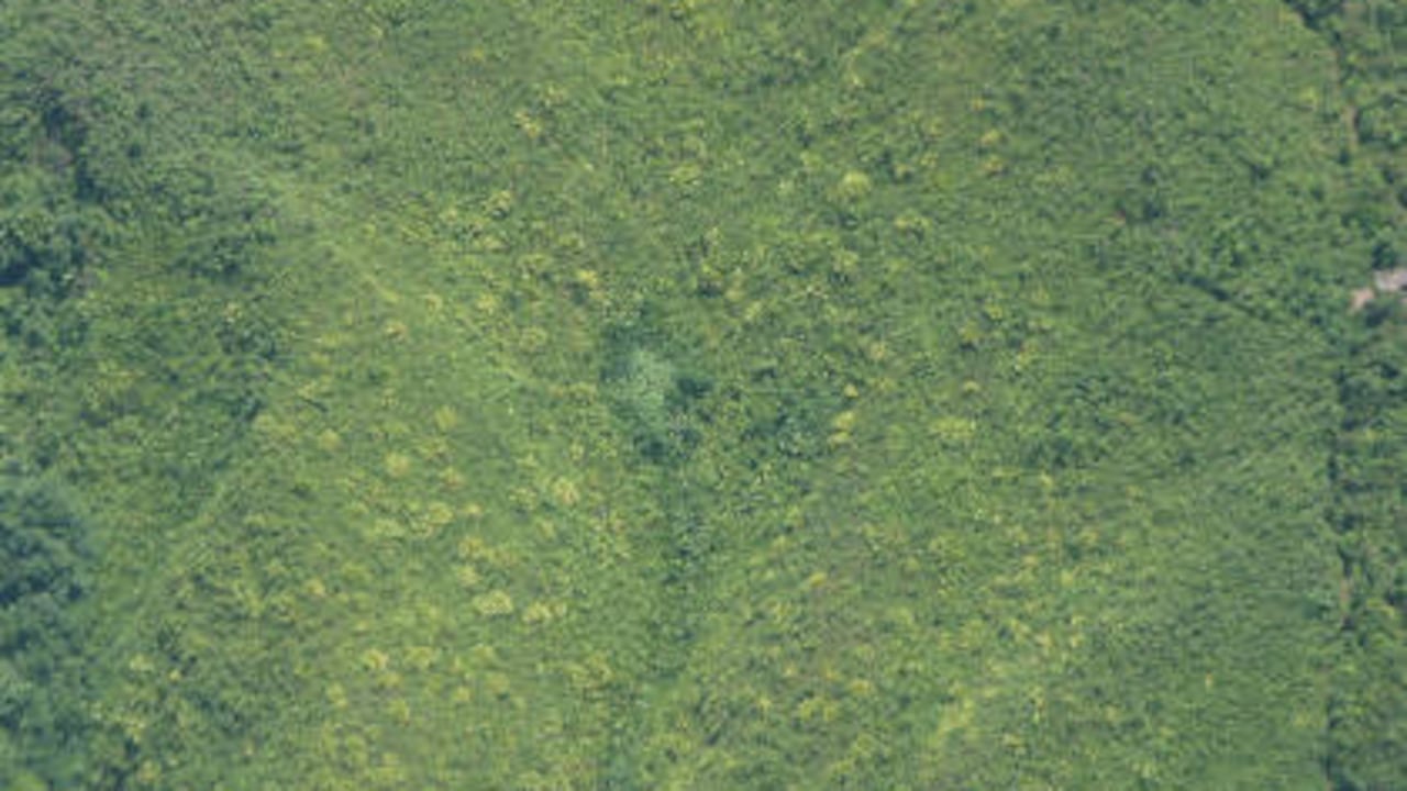Cultivos de Coca, Amalfi Antioquia.
