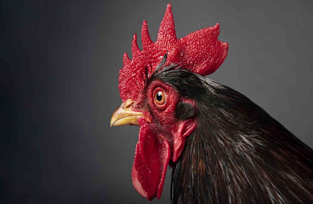 El sector aviar en el país está constituido aproximadamente por 187.498.585 animales, según el censo pecuario 2019 del ICA.