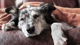 Alimentos prohibidos en un perro con insuficiencia renal