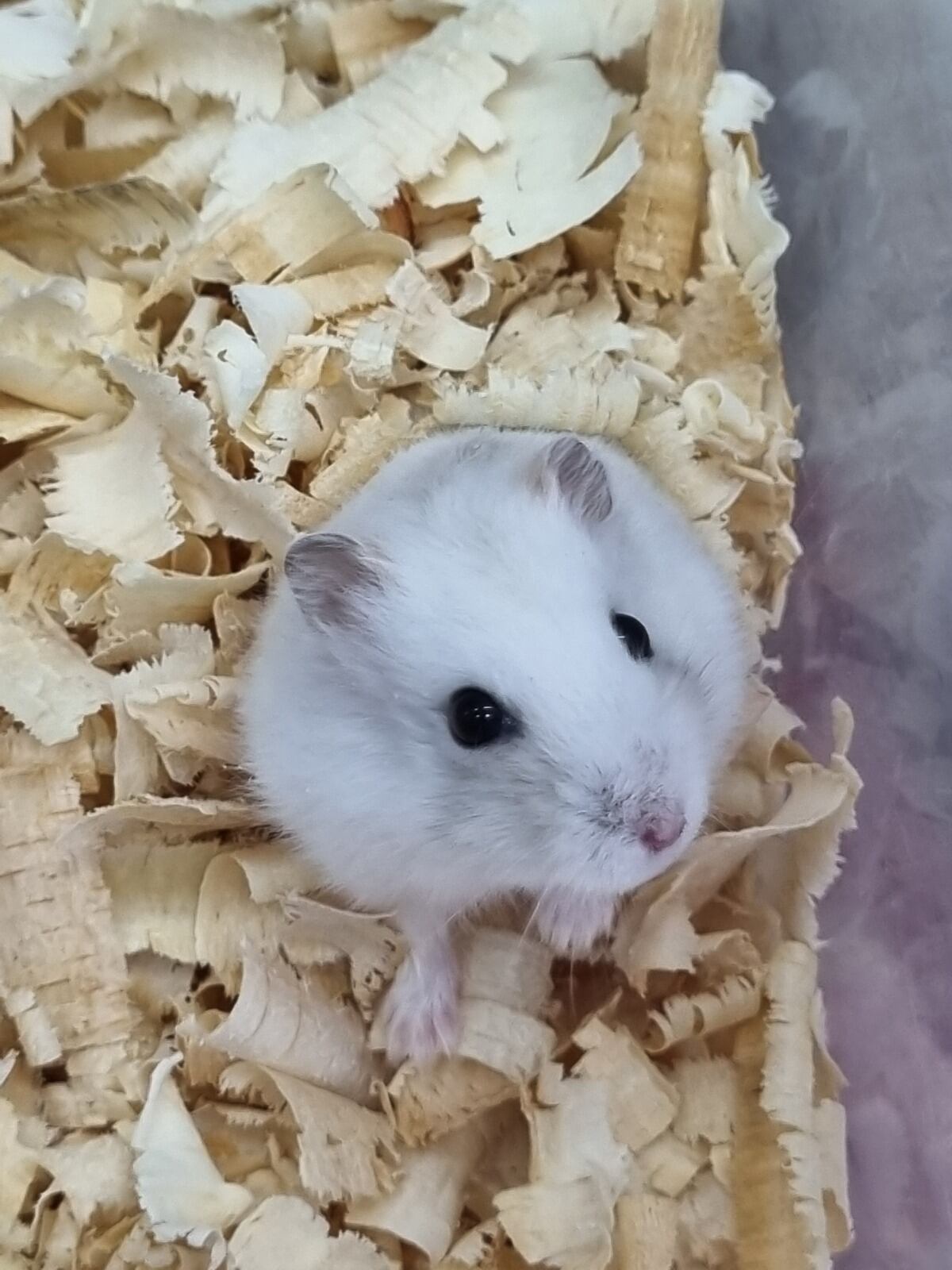 Fueron valorados 33 caninos,18 felinos y 13 roedores