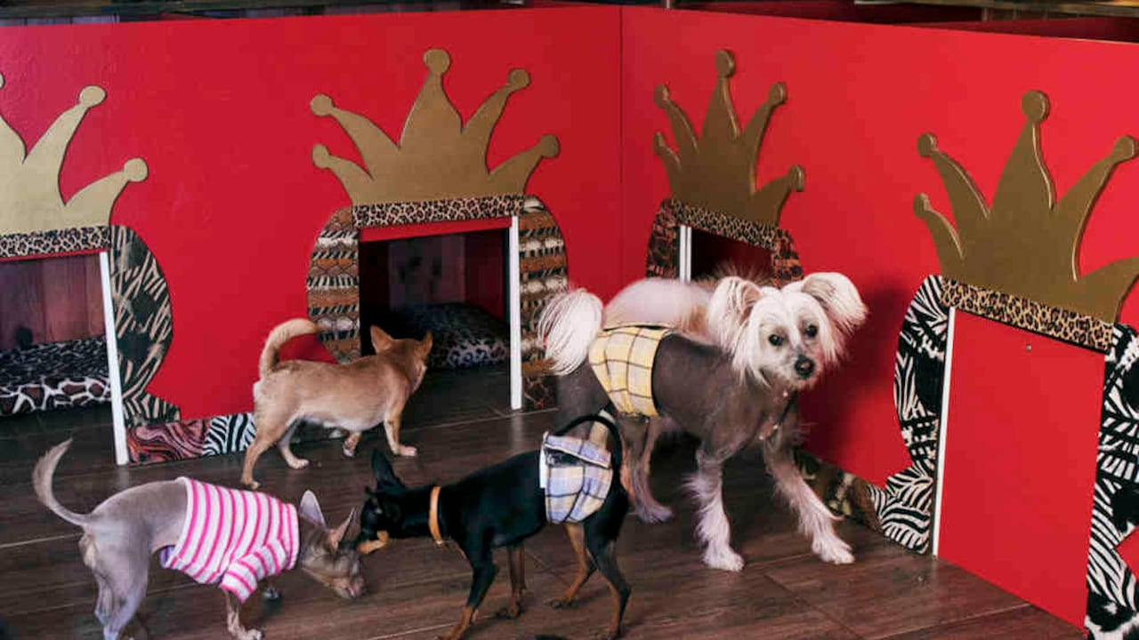 El Tiny Dog Hotel cinco estrellas, una guardería y residencia de lujo para perros en Marbella (España).