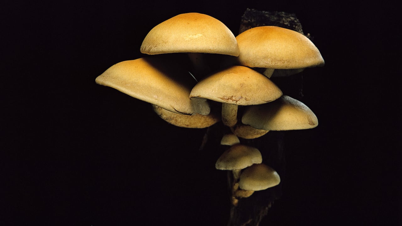 Los hongos también son conocidos por proveer zinc, calcio, ácido fólico y vitamina D a las personas que los consumen.