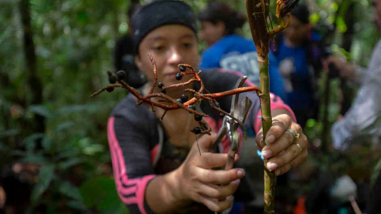 Excombatientes y biólogos viajaron juntos a la selva en una expedición científica para conocer la riqueza de este territorio oculto por la violencia.