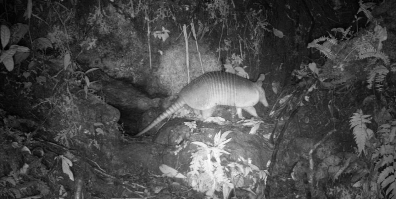 Perros abandonados amenazan la biodiversidad del Huila; esta es la razón.