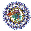 Gemmatimonas phototrophica realiza su propio sistema de fotosíntesis.