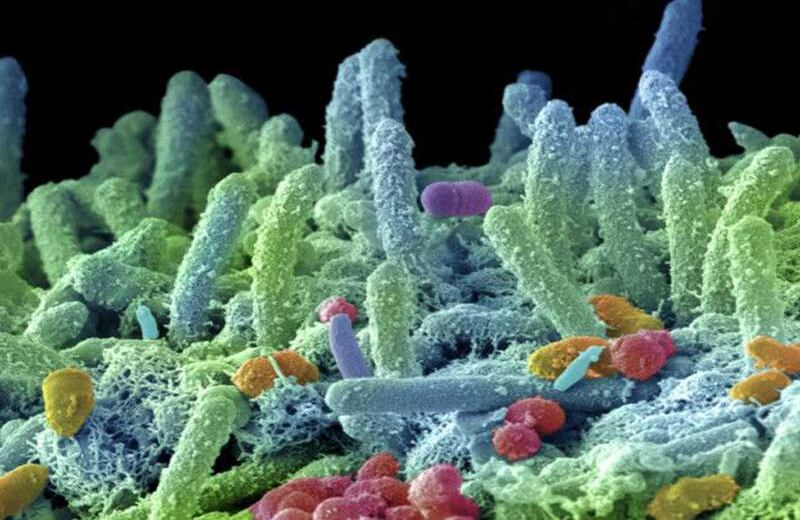 Gschmeissner tomó muestras de la boca humana y las colocó bajo un microscopio electrónico de barrido (MEB). Con la microscopía electrónica se pueden producir imágenes de alta resolución de la superficie de cualquier muestra.