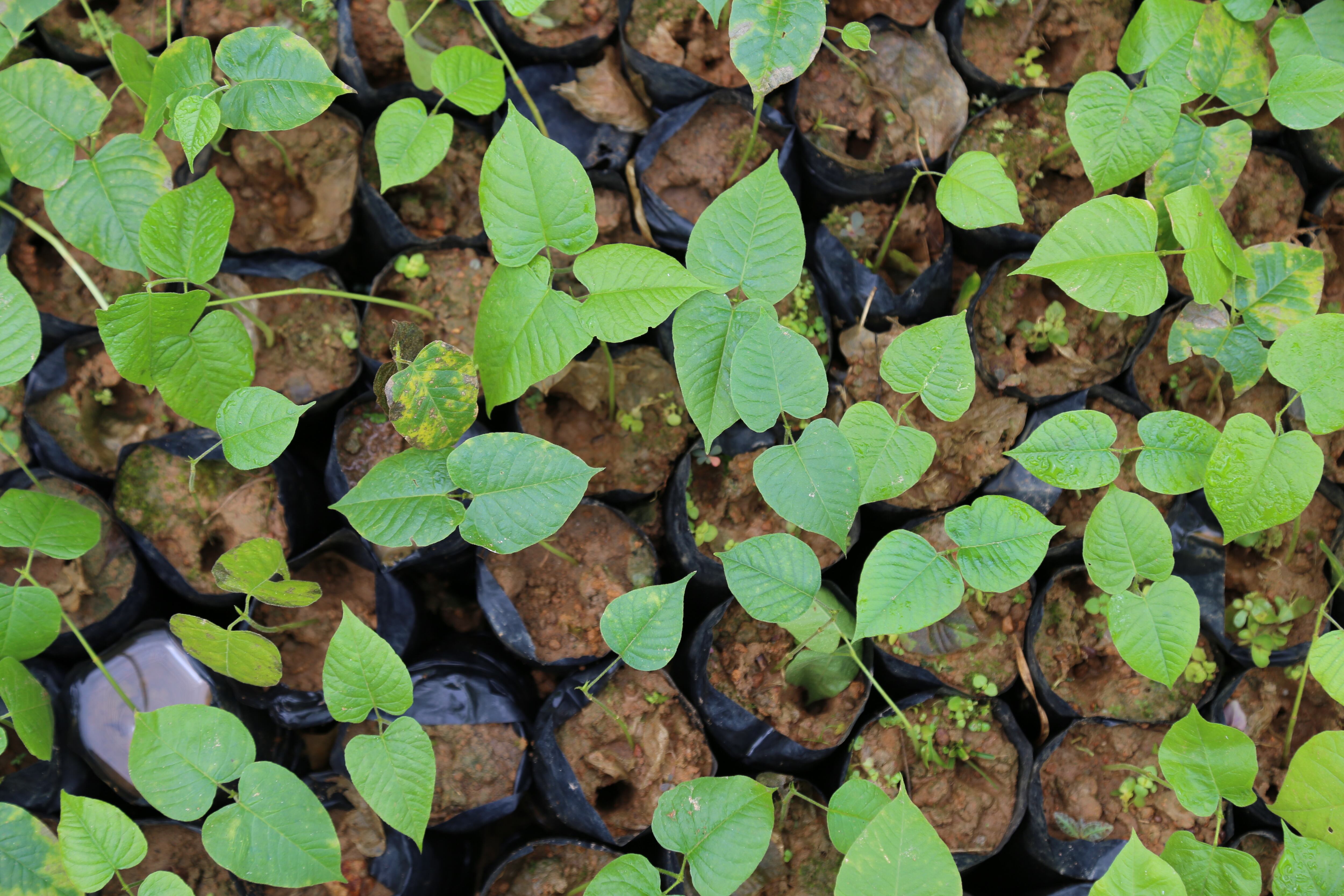 Un millón de nuevos árboles crecerán en la Amazonia con prioridad en las zonas de mayor deforestación.