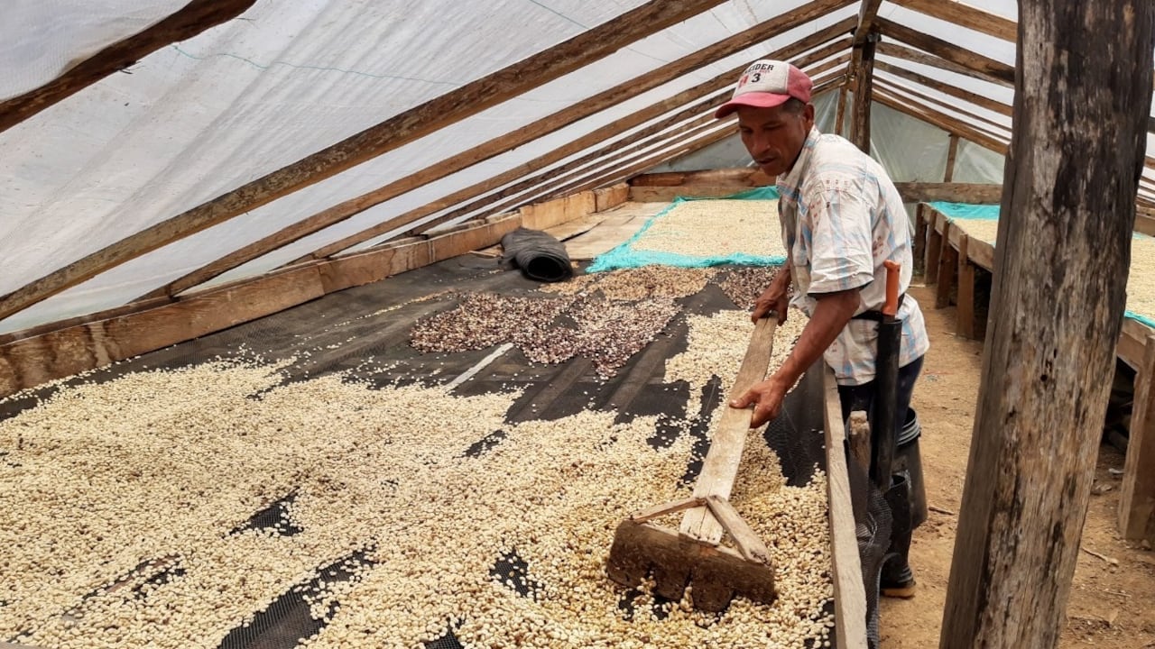 La Asociación de Cafeteros de Uribe, Meta, busca que al municipio lo dejen de asociar con cultivos de coca y lo reconozcan por la calidad de su café.