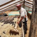 La Asociación de Cafeteros de Uribe, Meta, busca que al municipio lo dejen de asociar con cultivos de coca y lo reconozcan por la calidad de su café.