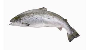 La piel del pescado se recomienda por los expertos comer al menos dos veces por semana. Foto: Getty Images.