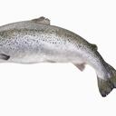 La piel del pescado se recomienda por los expertos comer al menos dos veces por semana. Foto: Getty Images.