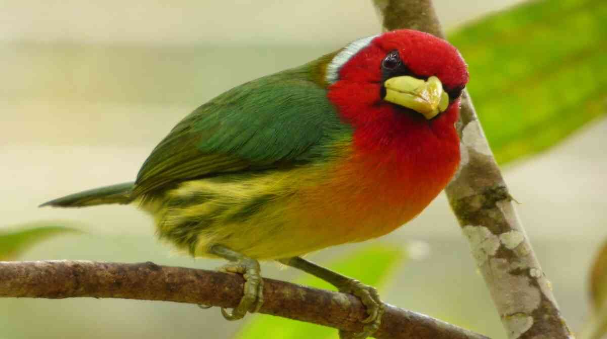 El torito cabecirrojo es una de las 1.937 especies de aves que hay registradas en Colombia. Foto: Luis Carlos Mora. 