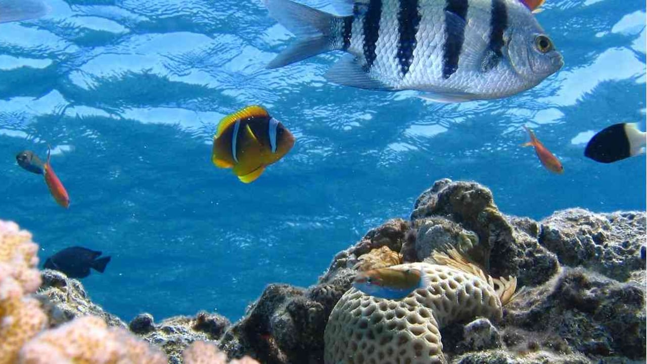 A la falta de políticas públicas que garanticen su preservación, se suma la falta de voluntad política para salvaguardar los mares colombianos. Foto: Pixabay.