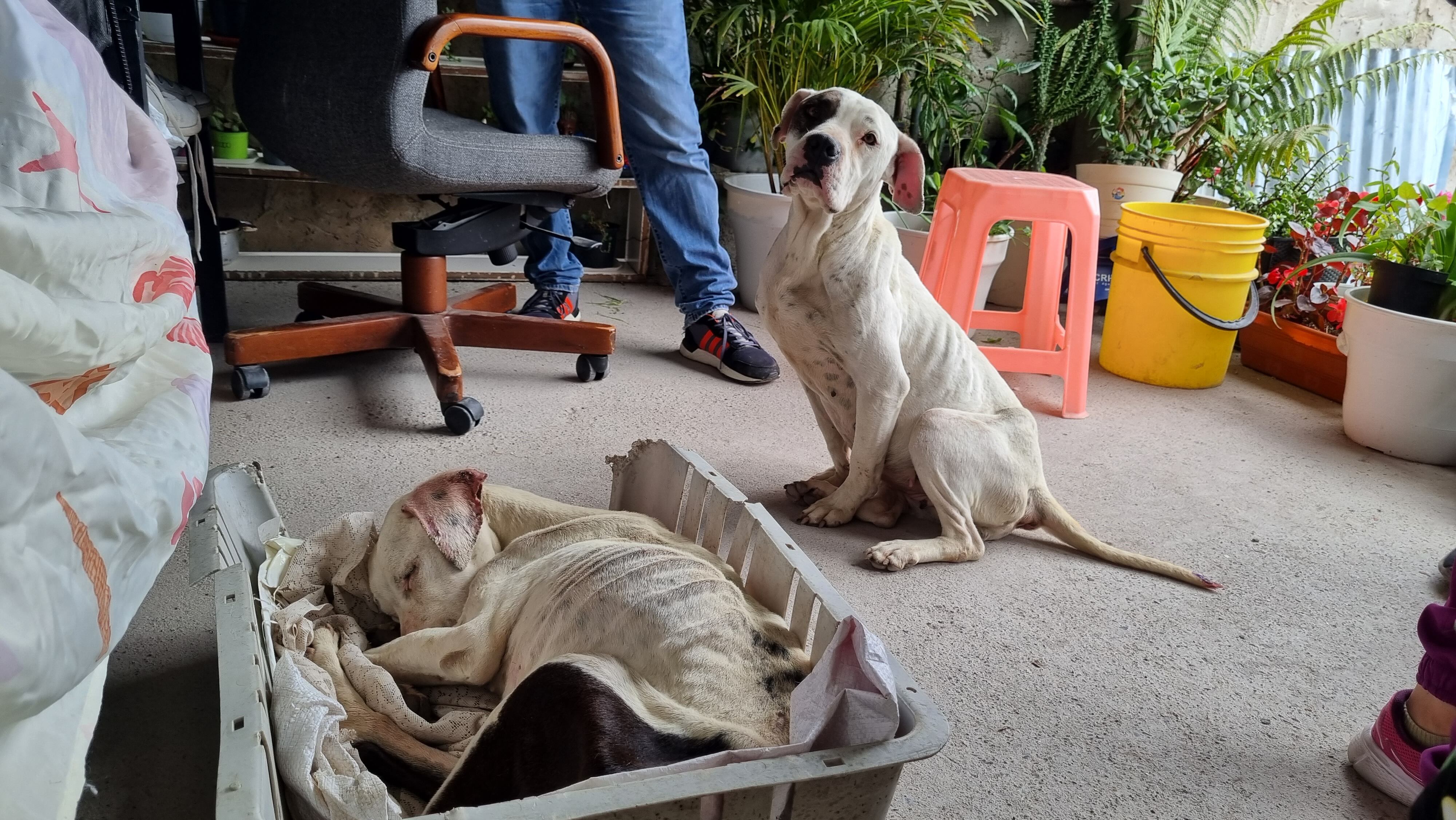 Milanita y Milú fueron rescatadas en la localidad de Usaquén, barrio Cerro Norte.