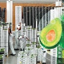 Se estima que unas 18 firmas están exportando aguacate Hass y que en el país hay 14.084 hectáreas sembradas.