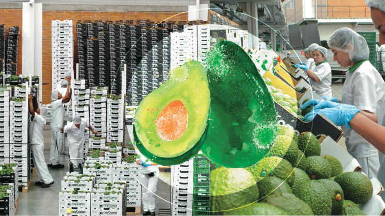 Se estima que unas 18 firmas están exportando aguacate Hass y que en el país hay 14.084 hectáreas sembradas.