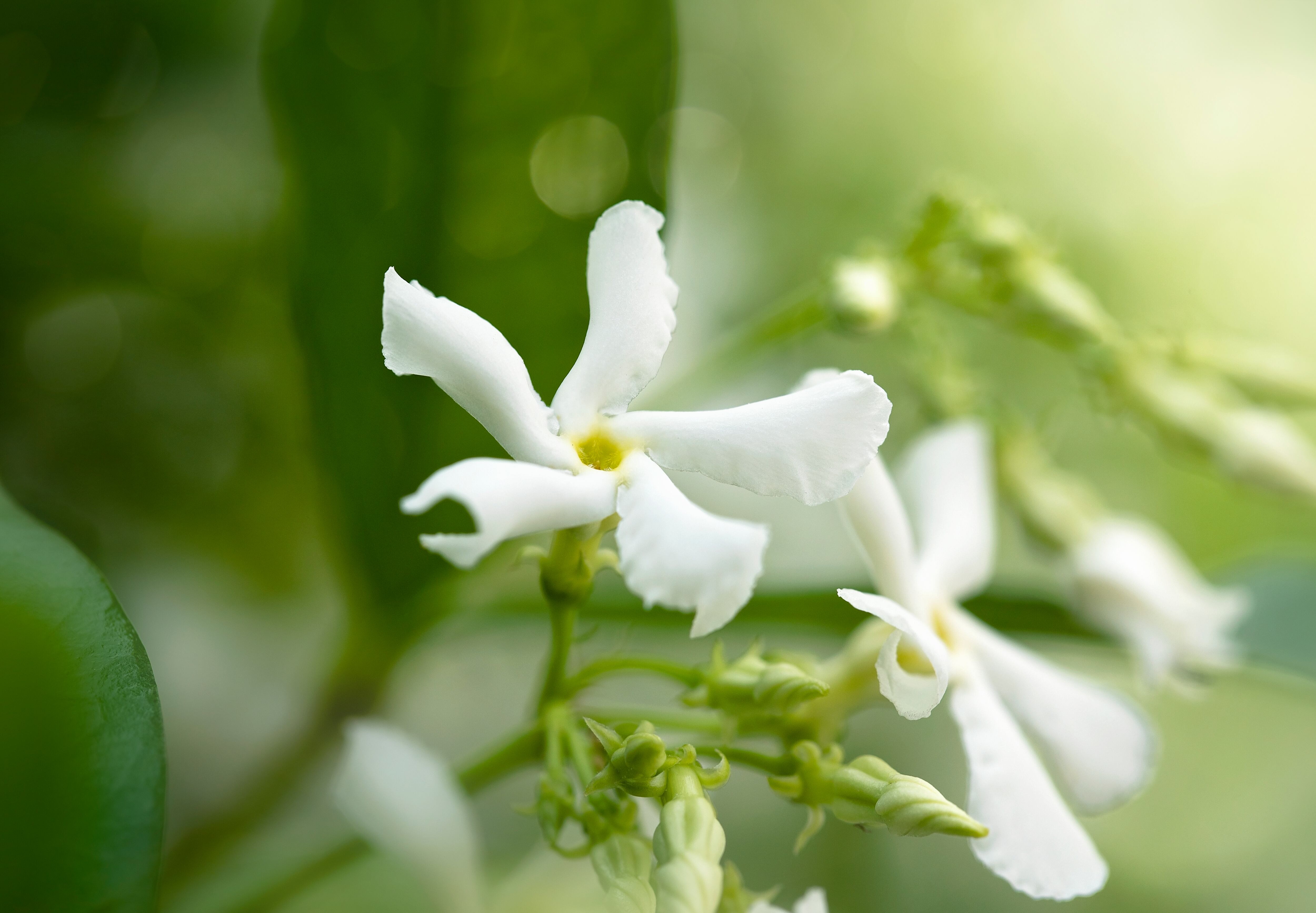 Truco infalible para preservar la belleza de los jazmines y evitar que se oxiden