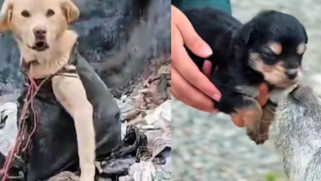 Mascotas abandonadas en Ipiales.