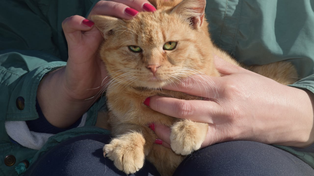 Hay comportamientos y gestos de los humanos que estresan a los gatos.
