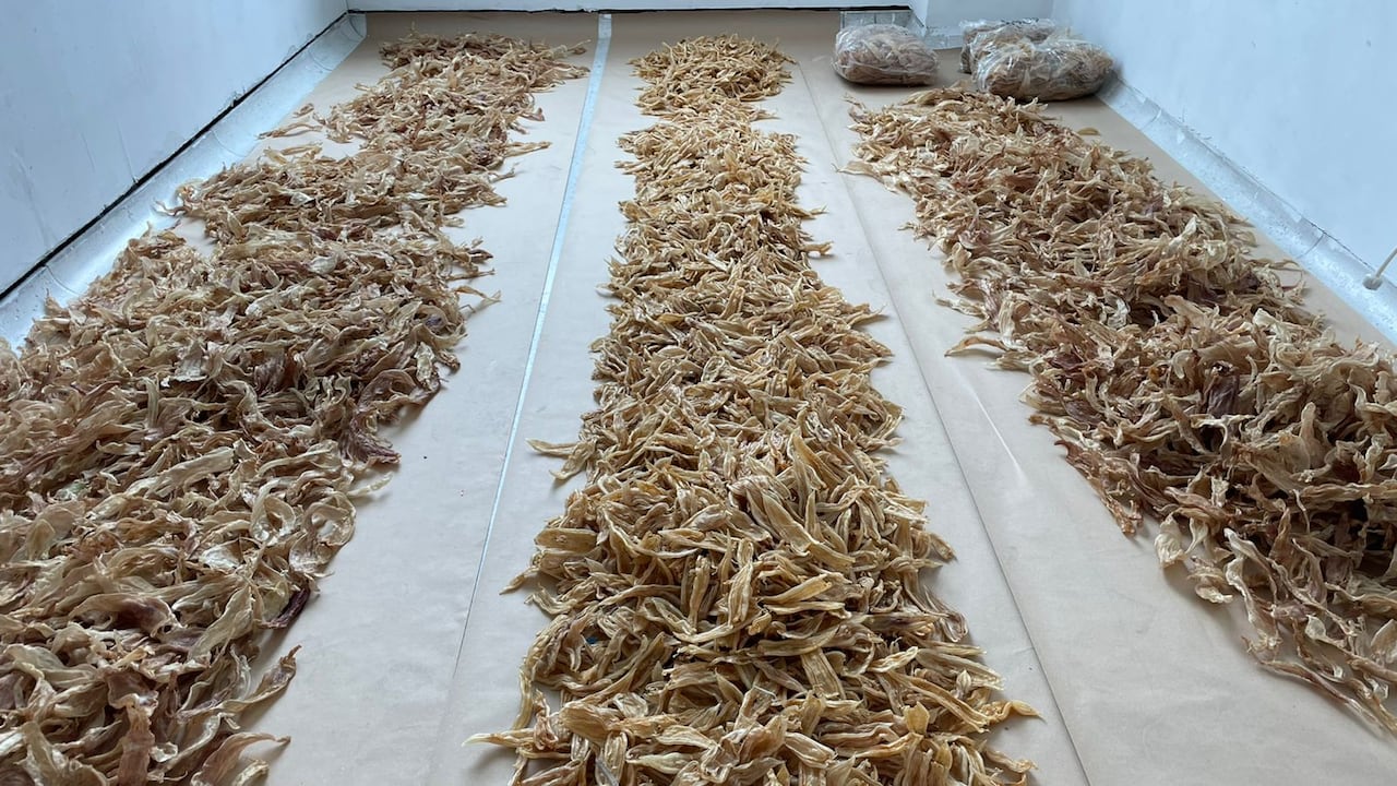 Autoridades se incautan de 3493 aletas de tiburón que iban a ser enviadas a Hong Kong desde el aeropuerto El Dorado