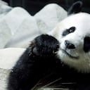 Panda Lin Hui