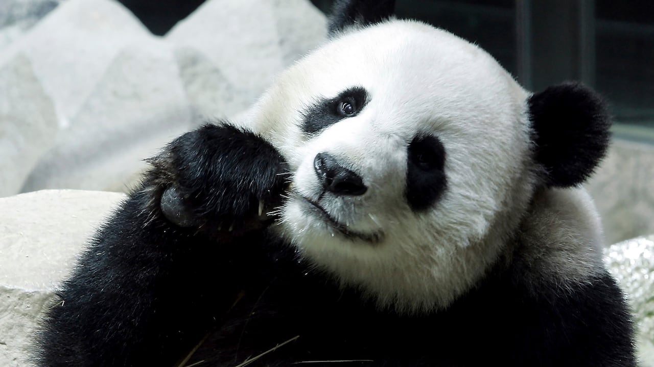 Los pandas son animales que se encuentran en peligro de extinción.