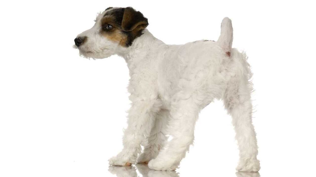 La presencia de patologías en las glándulas perianales de tu perro requiere de la intervención de un médico veterinario.