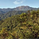 Parque Nacional Natural Tatamá es reconocido por tener una amplia variedad de especies de animales y vegetación. Foto: PNN
