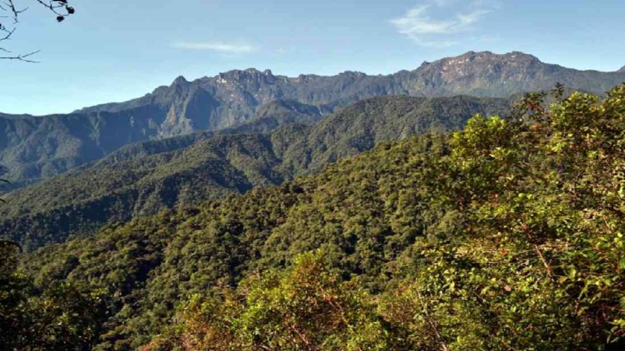 Parque Nacional Natural Tatamá es reconocido por tener una amplia variedad de especies de animales y vegetación. Foto: PNN