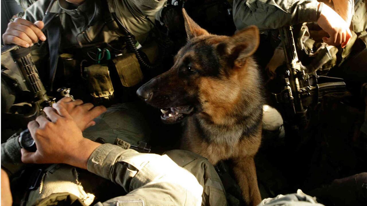 Los caninos muchas veces quedan expuestos en su integridad en el marco de las protestas.