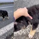 Perro es rescatado a orillas de una carretera. El momento se vuelve viral.