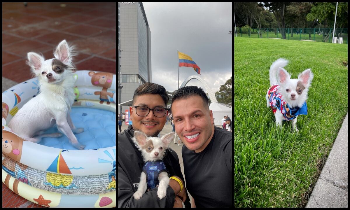 Un perrito fue atropellado tras recibir su servcio de baño en Animals Bogotá