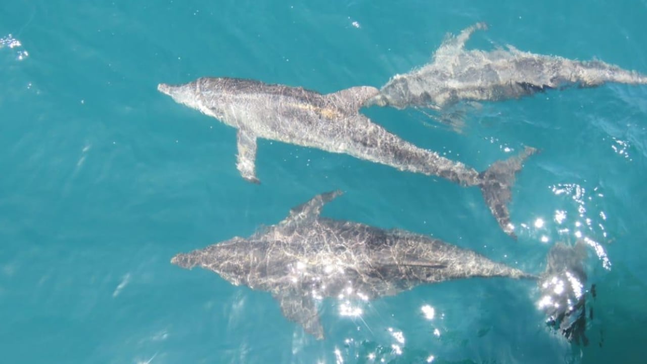 Avistamiento de delfines en Santa Marta.