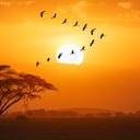 África espera a los aventureros colombianos con una lista de países que permiten viajar sin visa, facilitando la exploración de este continente diverso y fascinante.