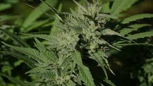 Traficantes, ¿los más beneficiados por prohibición de marihuana?