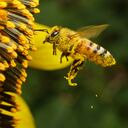Una abeja revoloteando mientras recolectaba polen de la flor de girasol, Tailandia.