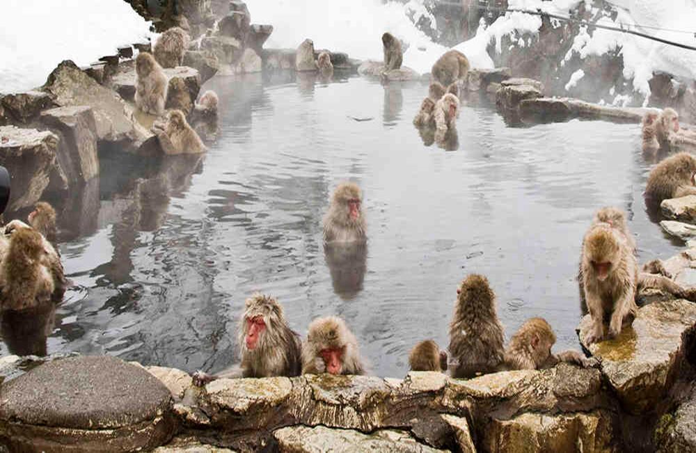 Los macacacos japoneses son la especie de primate que vive más al norte del planeta (con excepción del ser humano). Aquí disfrutan de una fría piscina natural en el Parque Jigokudani, ubicado en la prefectura de Nagano. Foto:iStock