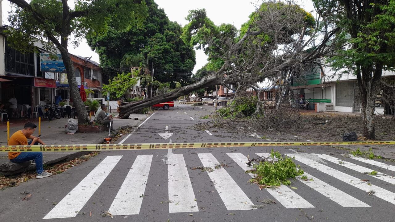 Ráfagas de viento ocasionaron la caída de 17 árboles en Cali