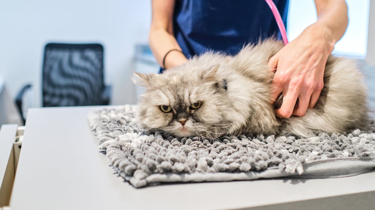 Los gatos son propensos a sufrir de daños renales.
