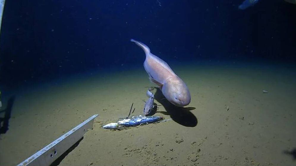 El estudio documentó un Pseudoliparis en su entorno natural a gran profundidad.