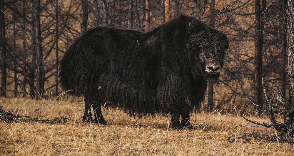 Con Sergei recorrí la isla de Olkhon, en el Baikal. Ama ese entorno. Durante la era soviética era pescador, pero las condiciones —sobre todo económicas— eran duras. La industria pesquera de la región se desintegró y tuvo que reinventarse una profesión: pese a no hablar inglés, lleva casi 30 años como guía. Con sus binoculares es capaz de ubicar focas, aves o el impresionante yak. Es, además, un ingenioso cocinero.