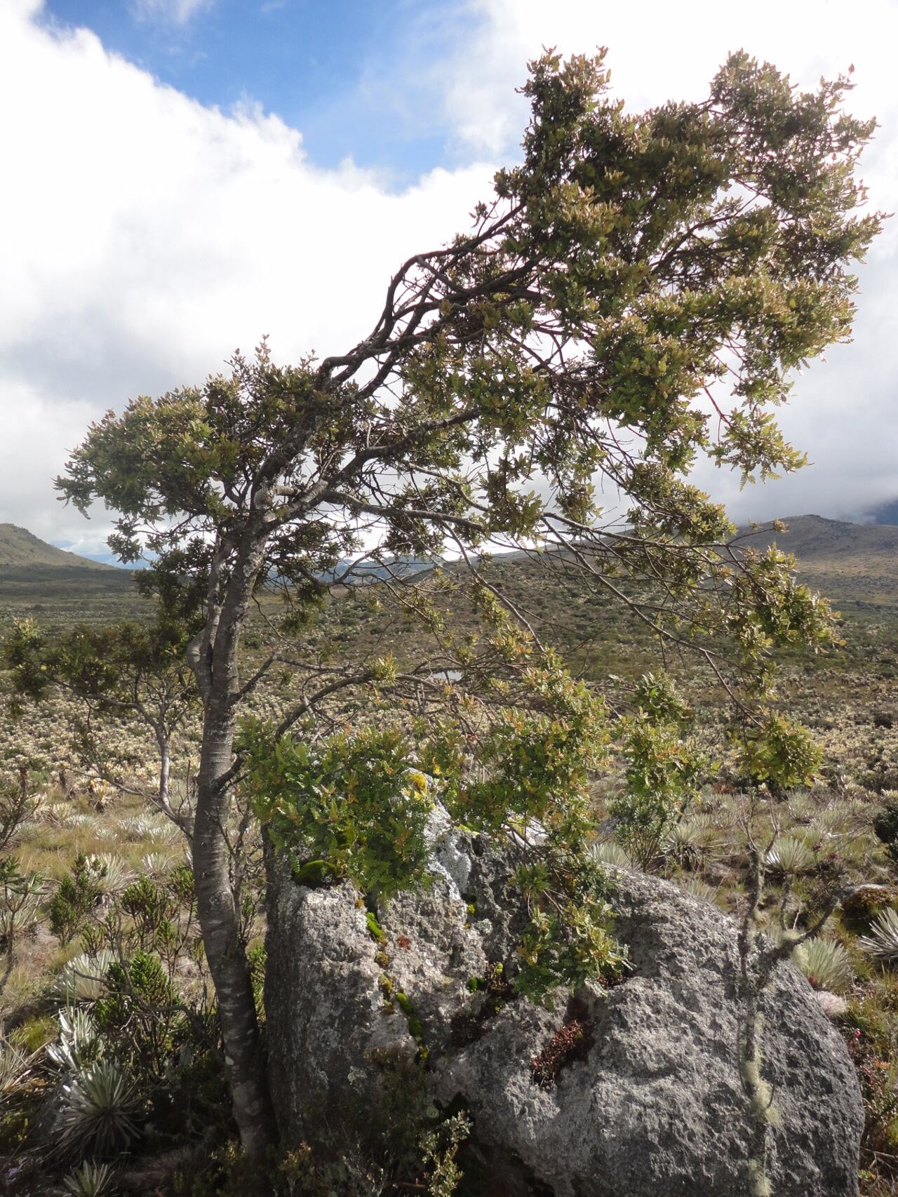 Día del Árbol en el país de la palma de cera, un llamado a proteger y ...