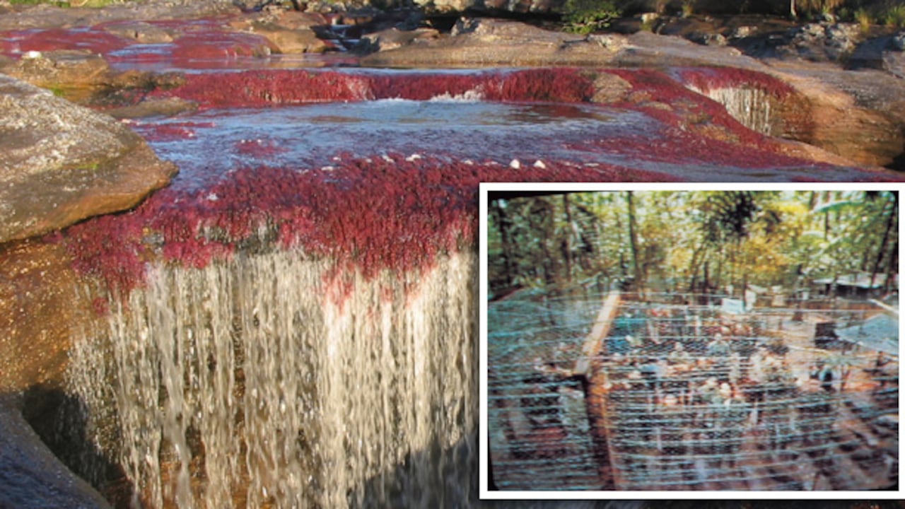 En el parque de La Macarena, el único lugar del mundo que tiene un río de siete colores como Caño Cristales, las Farc tuvieron cautivos cientos de secuestrados. Hoy existe allí un museo con las cadenas y jaulas de esa infamia.