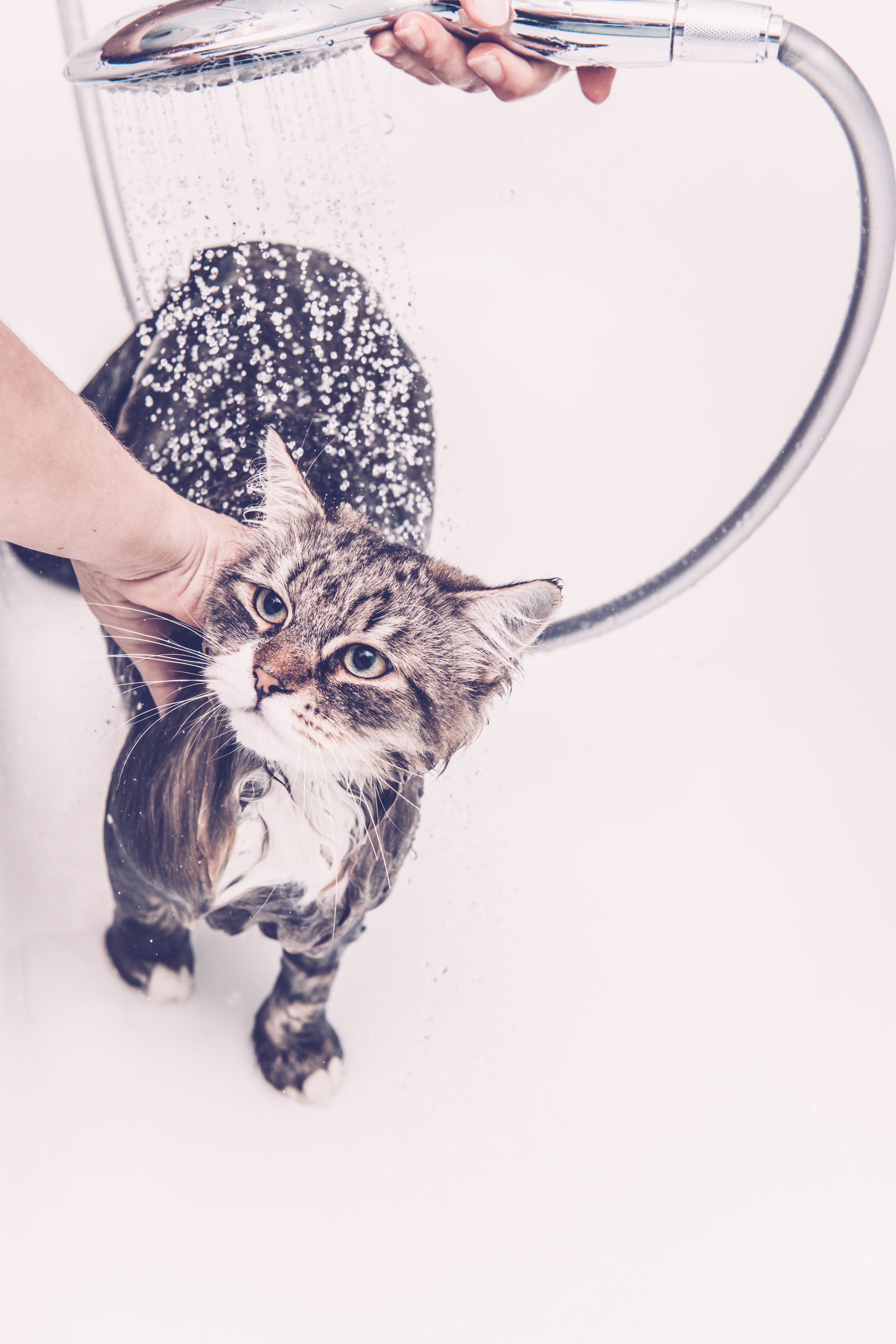 Gato bañándose