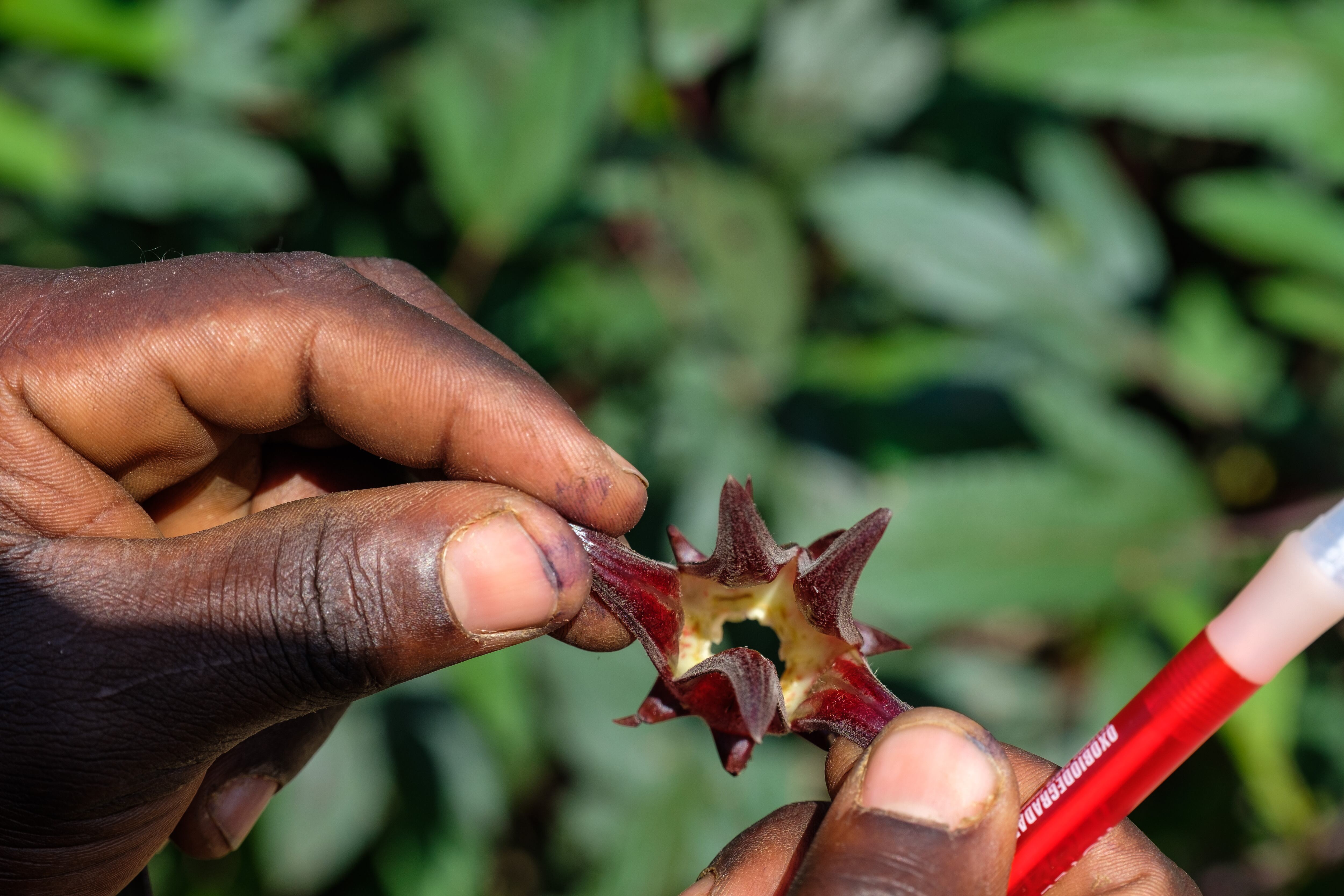 La bebida natural que se puede tomar en las mañanas para bajar la presión arterial alta