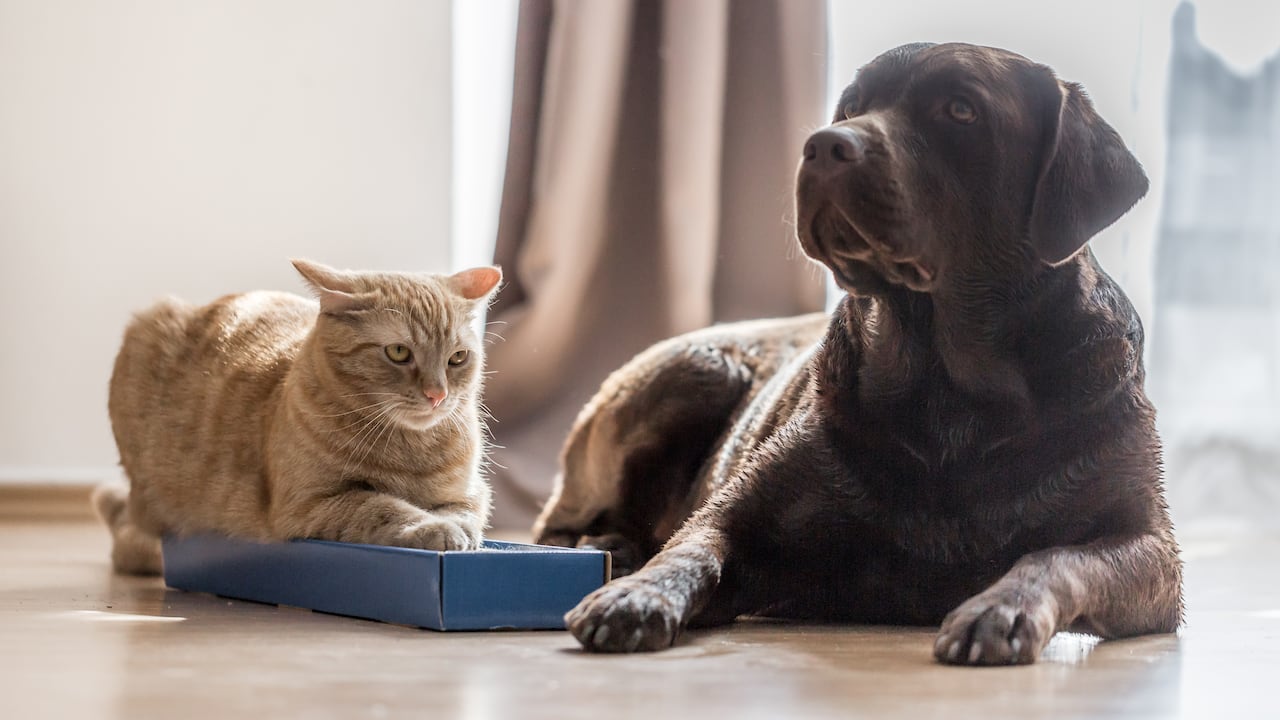 El objetivo es garantizar el bienestar integral de los animales y responder de manera más efectiva ante situaciones de abandono o maltrato.